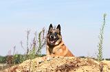 MALINOIS 351